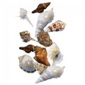 Sea Shells - Set of 12