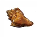 Alternate Image #2 of Sea Shells - Set of 12