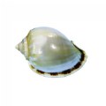 Alternate Image #3 of Sea Shells - Set of 12