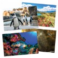Thumbnail Image #3 of Animals and Nature from Around the World Posters - Set of 12