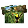 Animals and Nature from Around the World Posters - Set of 12