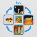 Thumbnail Image #3 of Insect Life Cycle Game - Investigate Bees, Ants, Butterfly and Firefly