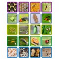 Thumbnail Image #3 of Insect Life Cycle Game - Investigate Bees, Ants, Butterfly and Firefly