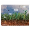 Thumbnail Image of Corn Life Cycle Floor Puzzle - 24 Pieces