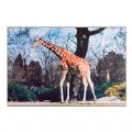 Wild Animal Poster (Set of 10)