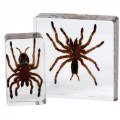 Thumbnail Image #2 of Scorpion and Spider Set - Set of 4