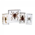 Scorpion and Spider Set - Set of 4