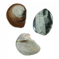Thumbnail Image #4 of Let's See Nature Loose Parts with Fossils, Rocks, Minerals and More