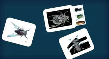 Screenshot of the What's Inside Insects app