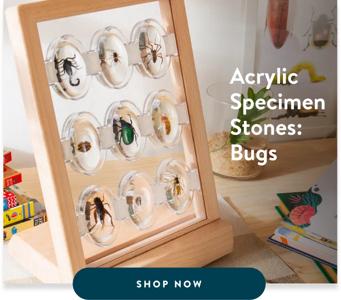 Acrylic Specimen Stones: Bugs